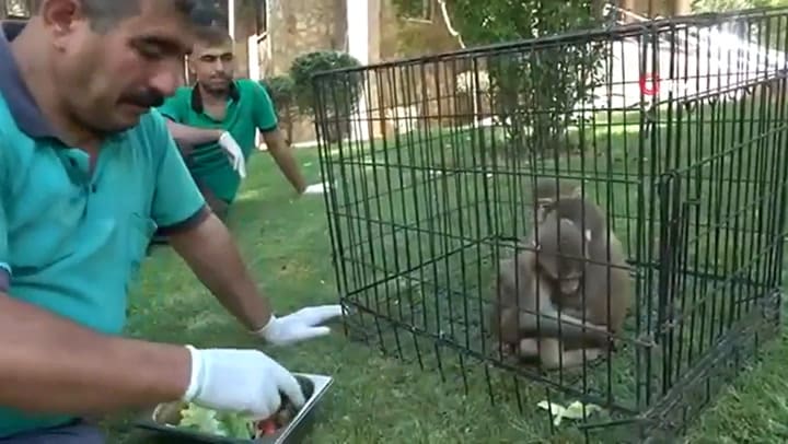 Dos monos protegen a su hermano con síndrome de down