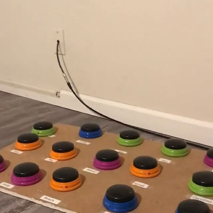 Más que ladridos: una perra aprende a expresarse con una botonera con sonidos - Fuente: Instagram