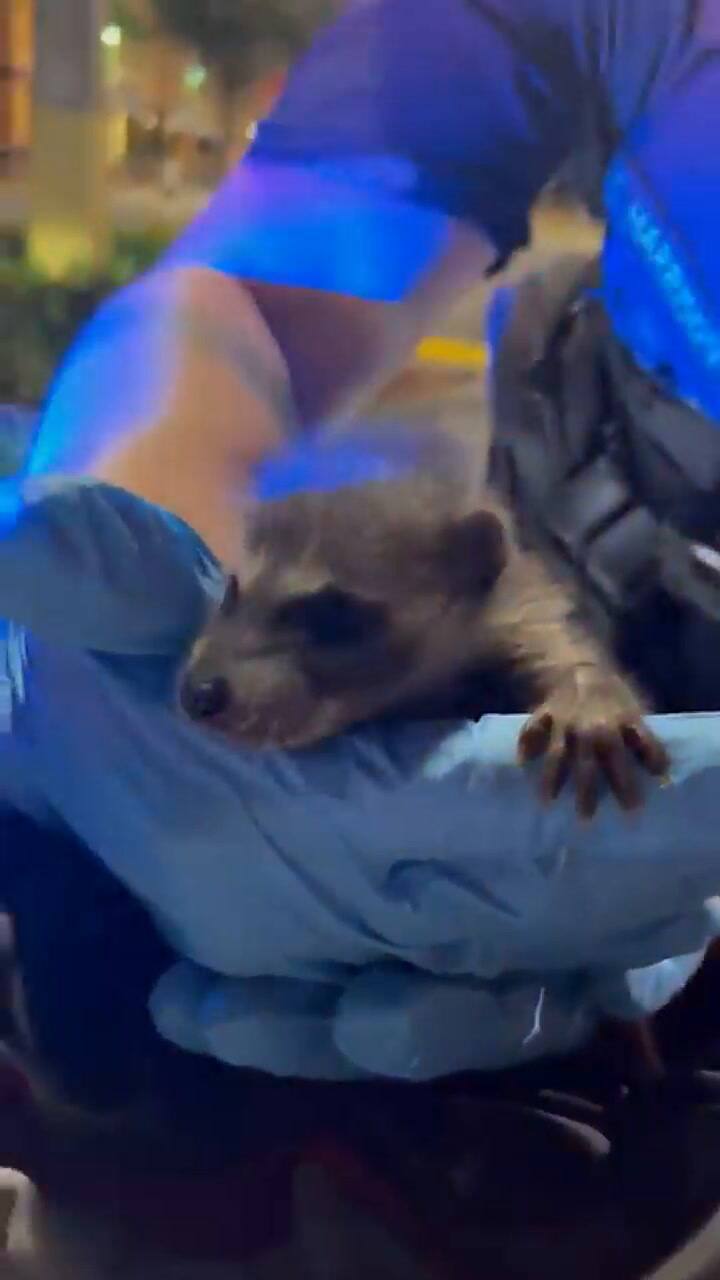 Los policías de Clearwater encontraron a una cría de mapache al revisar la mochila de una mujer