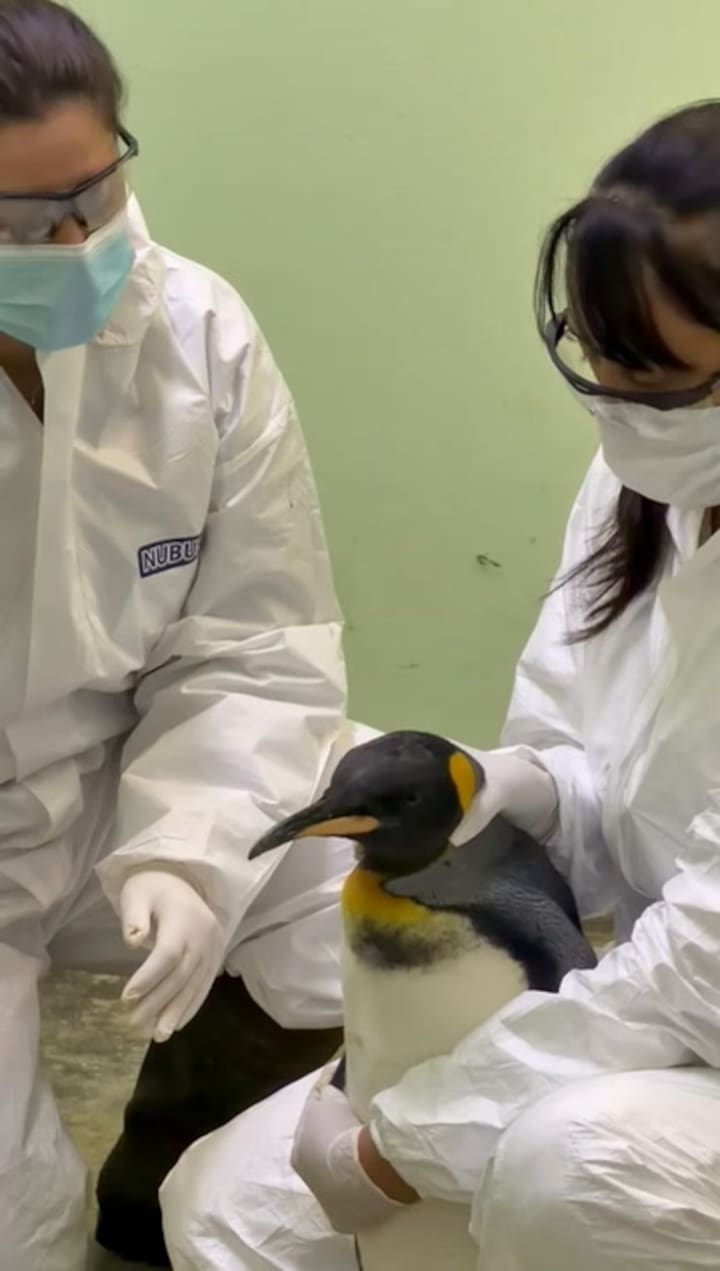 El pingüino rey rescatado en Vicente López es asistido