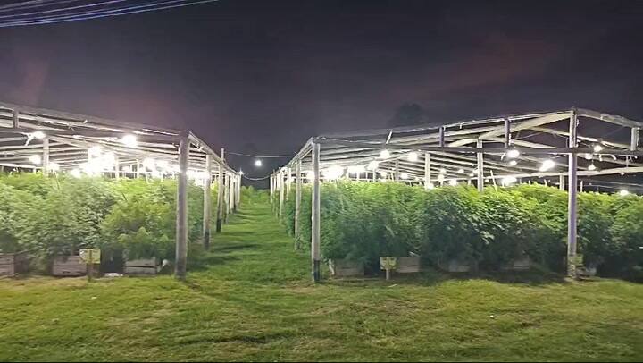 Vivero en la noche