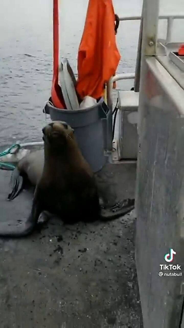 El encuentro entre la mujer y el lobo marino