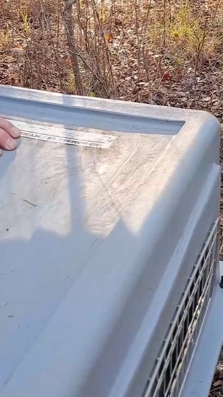 Luego de su rehabilitación, el zorro fue liberado