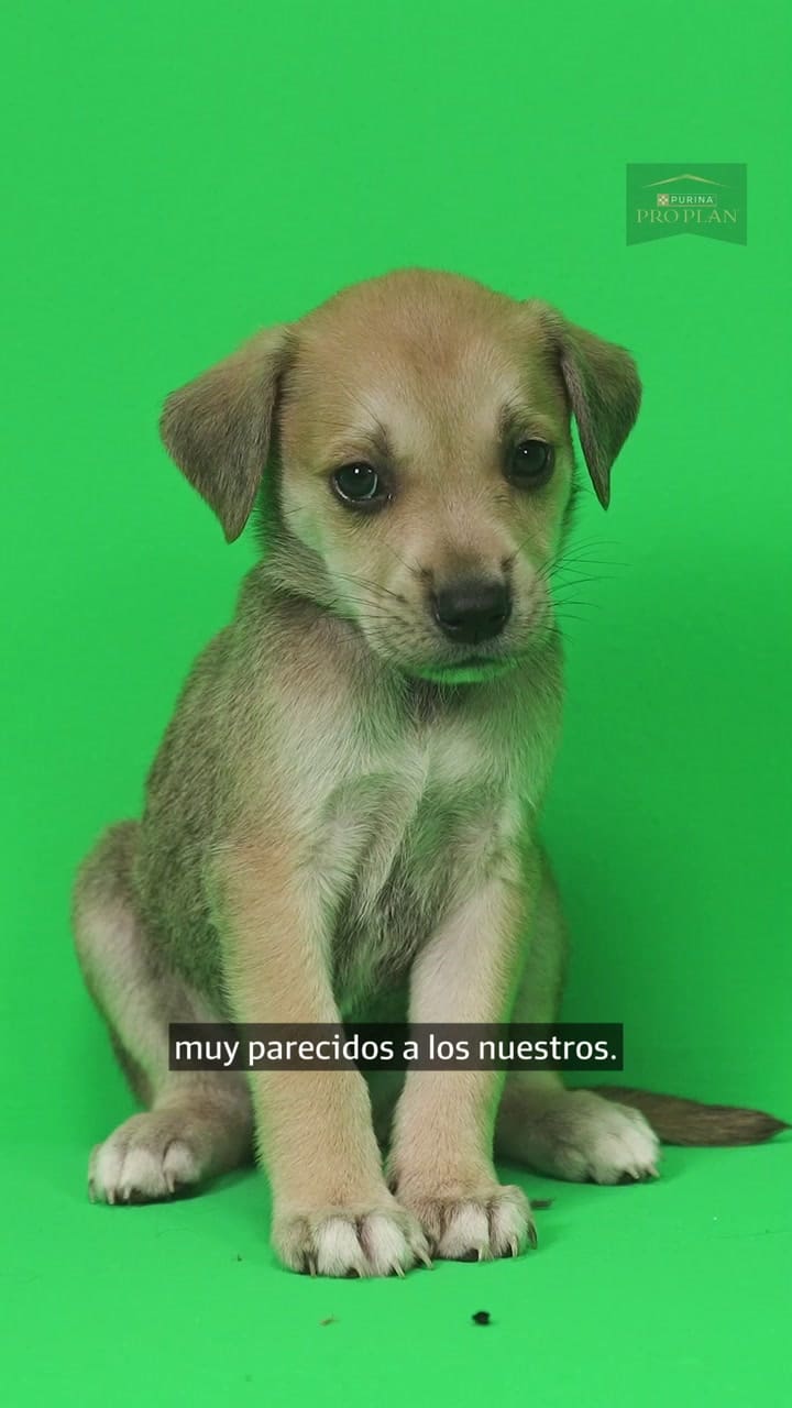 El lenguaje de los perros