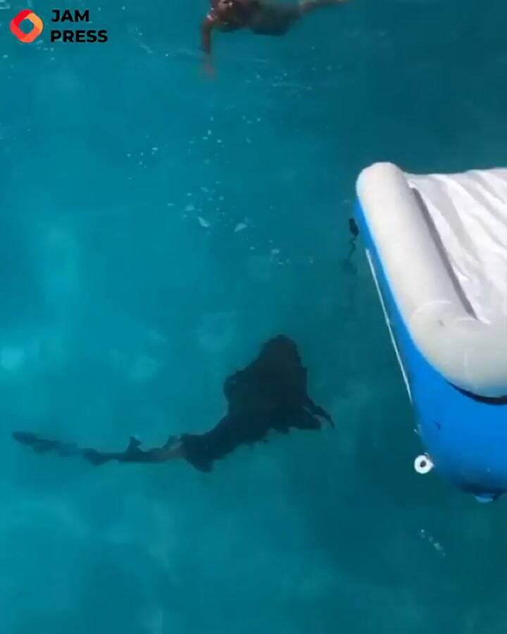 Bahamas: un tiburón de mas de 2,5 metros sorprende a una mujer mientras nada