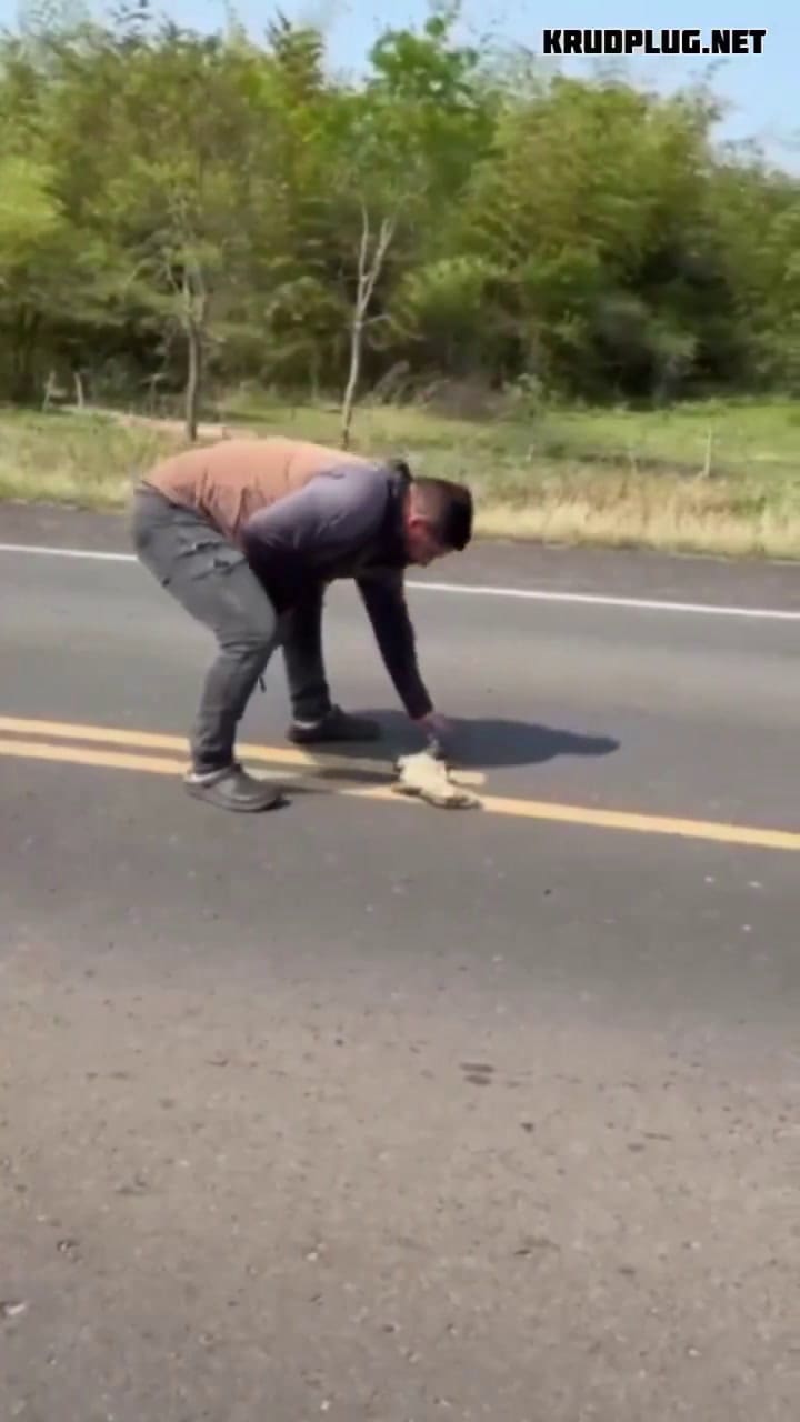 Un hombre intentó rescatar a un lagarto en plena ruta y fue atropellado