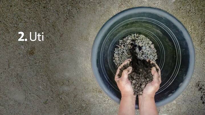 Cómo plantar rúcula paso a paso