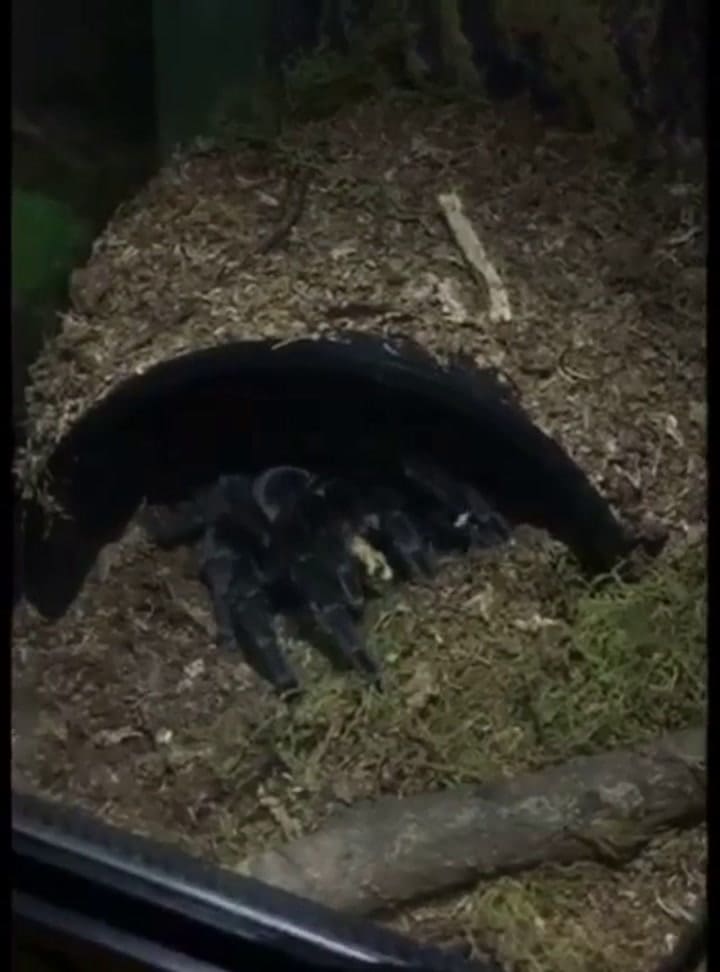 Tarántulas en un departamento de Caballito