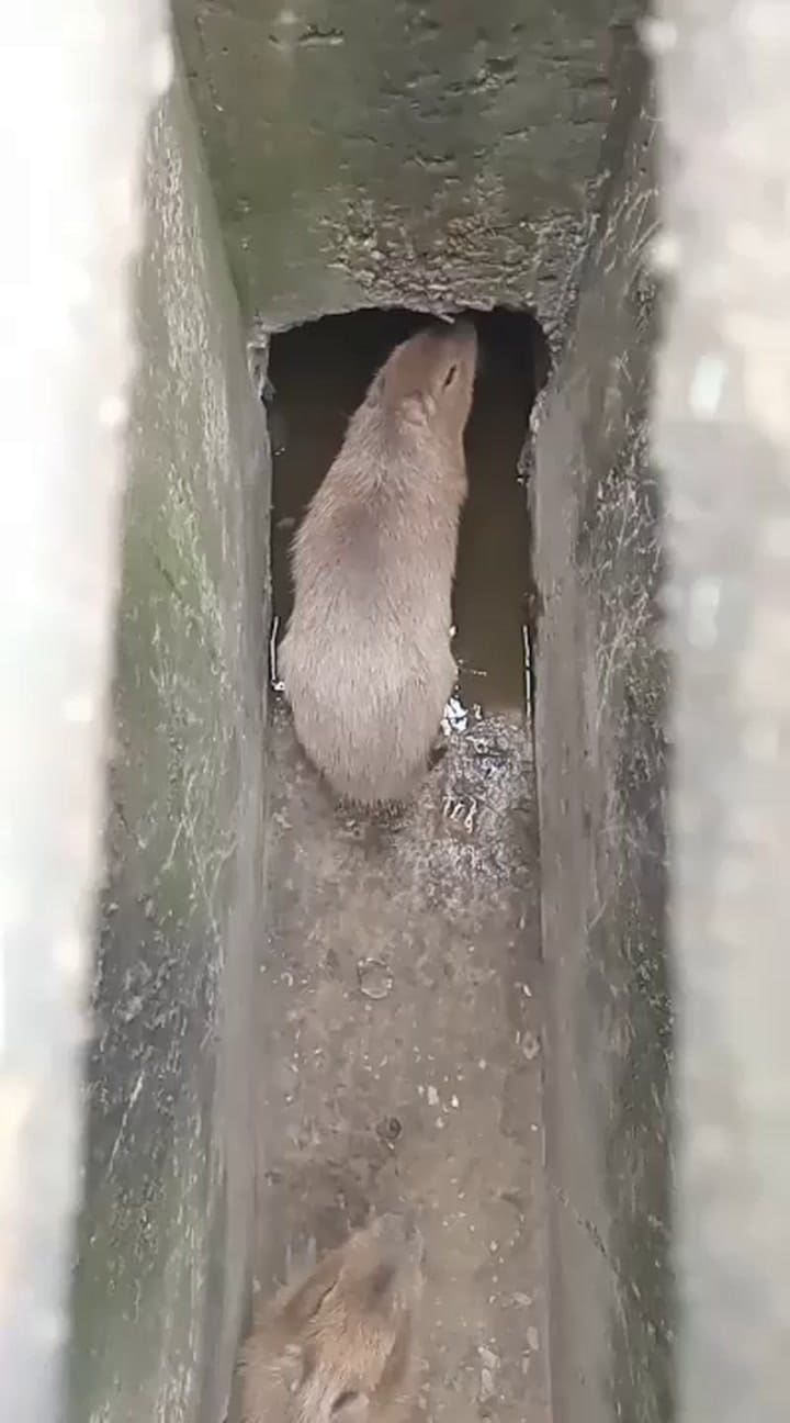 Carpinchos en las alcantarillas de Nordelta