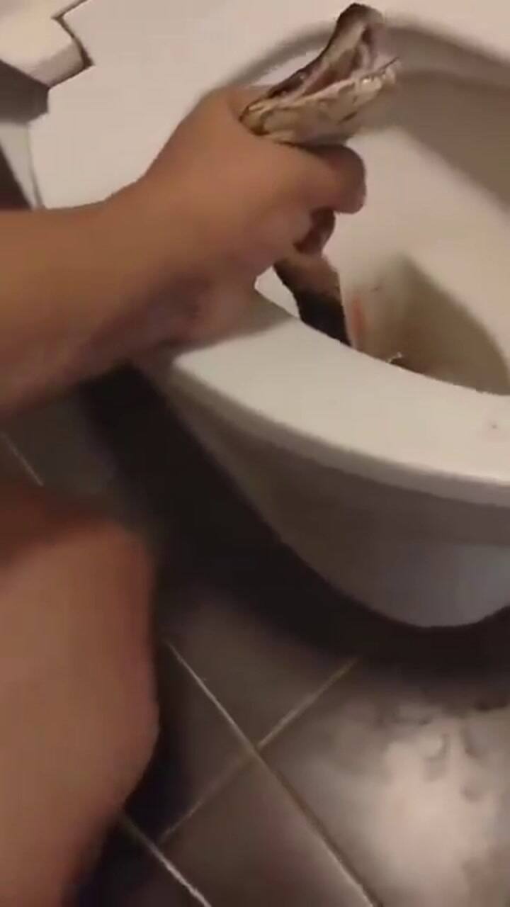 El video viral de un hombre que encontró una pitón en su inodoro