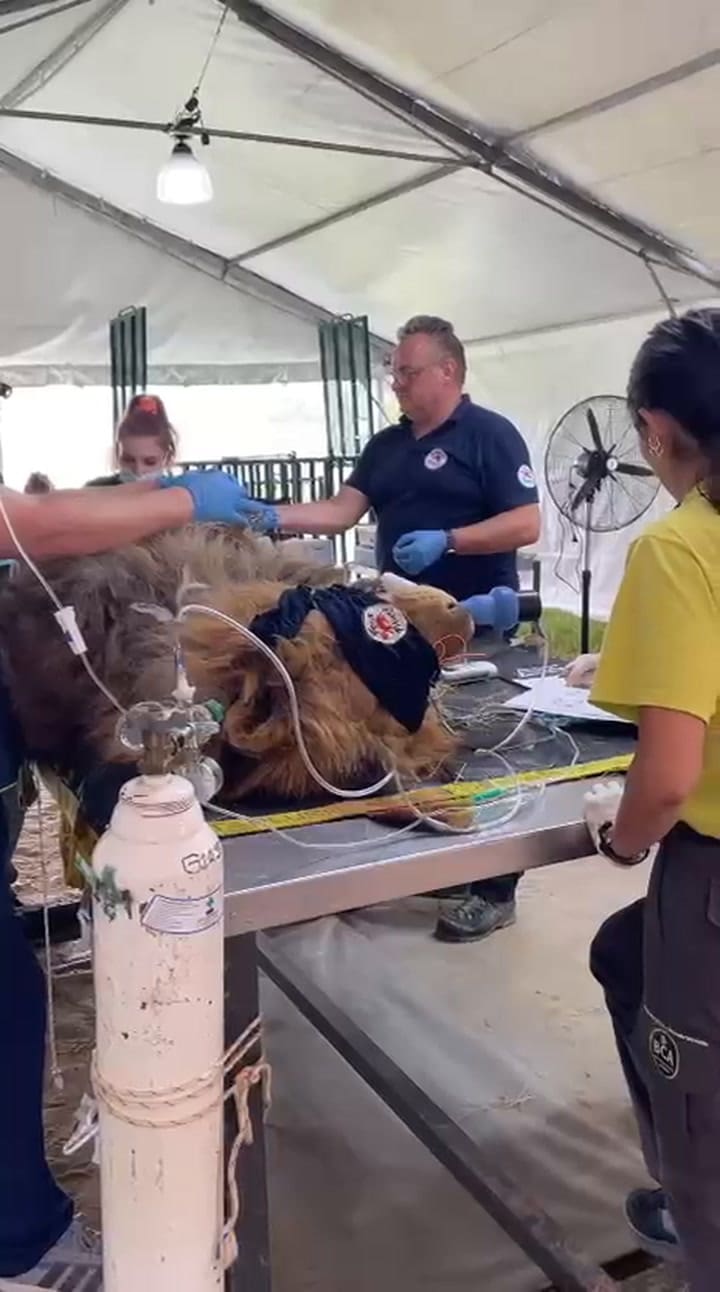 Atención de un león