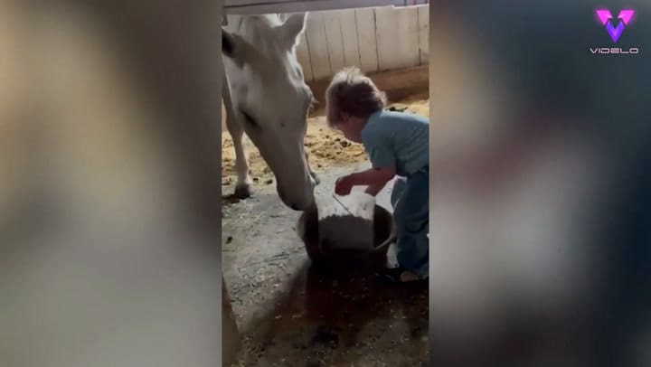 La inusual amistad entre un niño y un caballo: la complicidad de ambos asombra a las redes