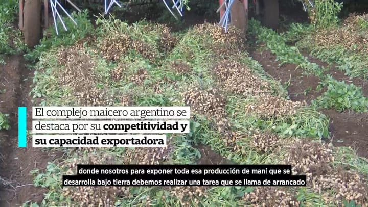 LN+ MIRAVIS DUO MANÍ