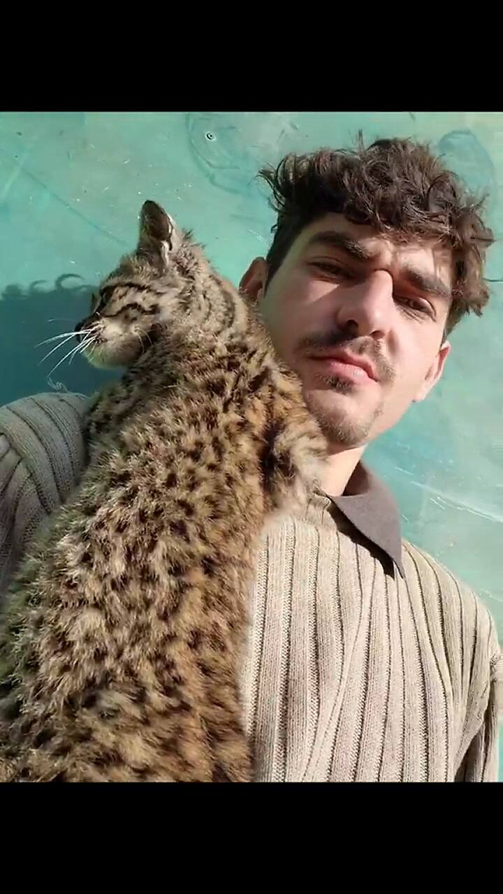 El gato montés en uno de los días en el campo