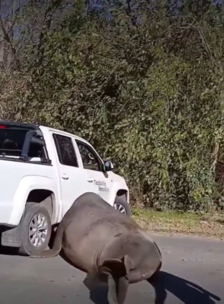 Un elefante marino sorprendió a los vecinos de Ensenada: se acostó en plena calle y cortó el tránsito