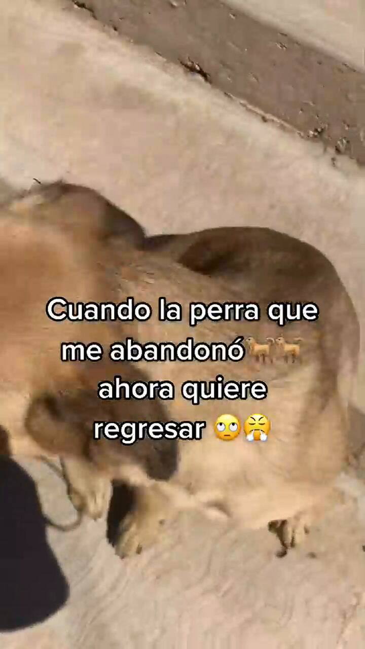 “Ahora quiere regresar”, dijo