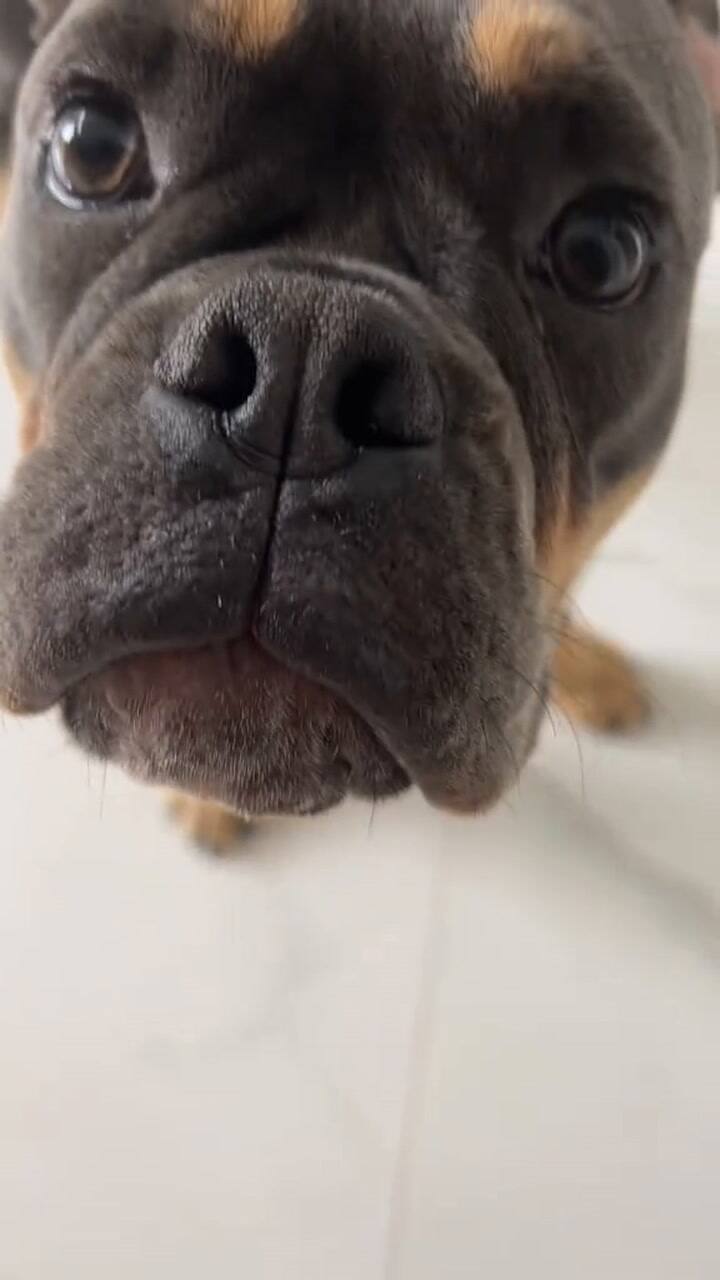 Una joven que cuida perros en Estados Unidos revela cuánto gana