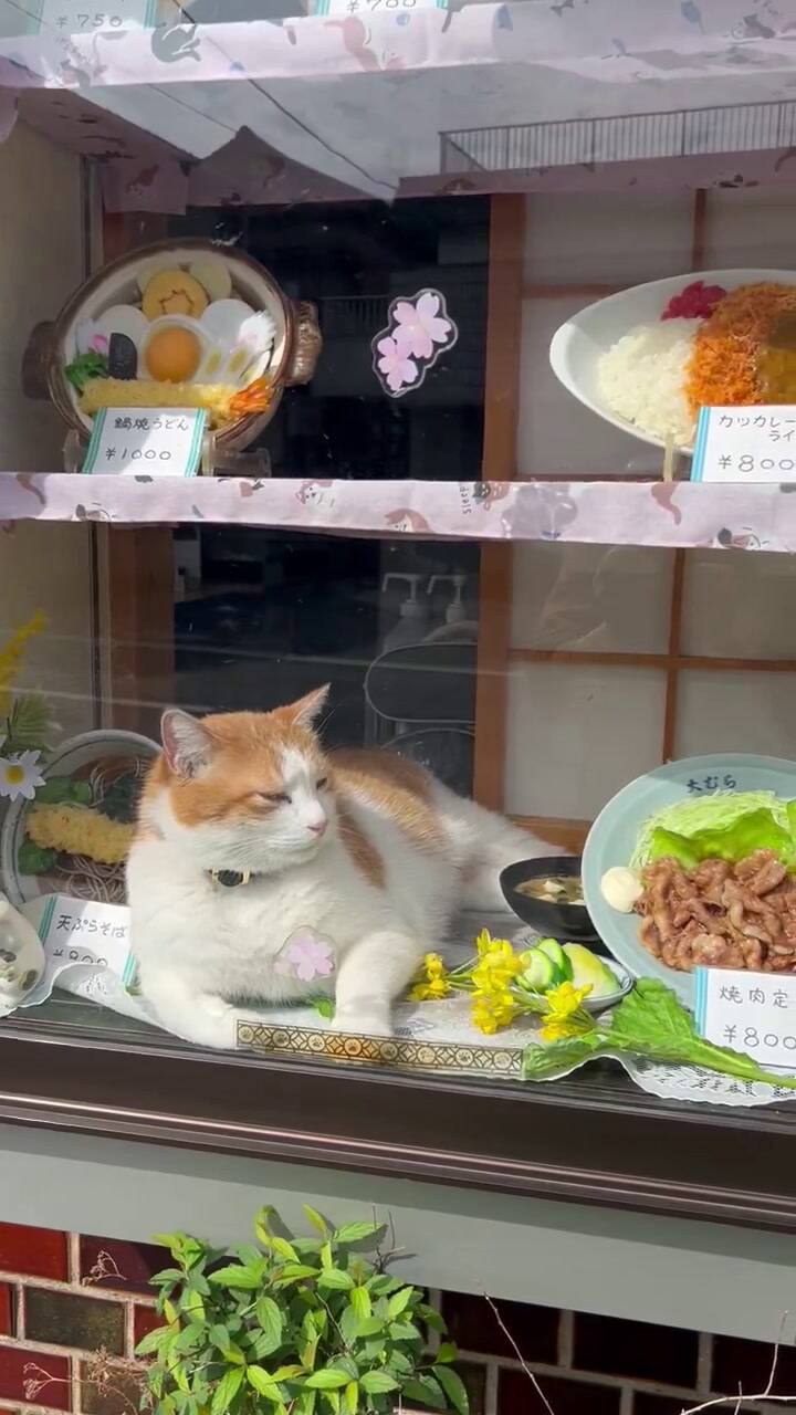 Los gatos reciben a todos los clientes