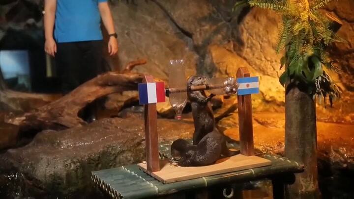 Una nutria en Bangkok predijo al ganador del Mundial de Qatar 2022
