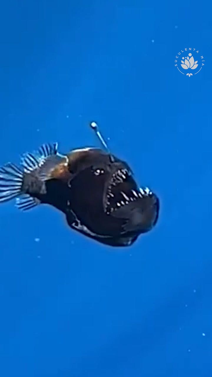 Se produjo el primer avistamiento de un pez diablo negro