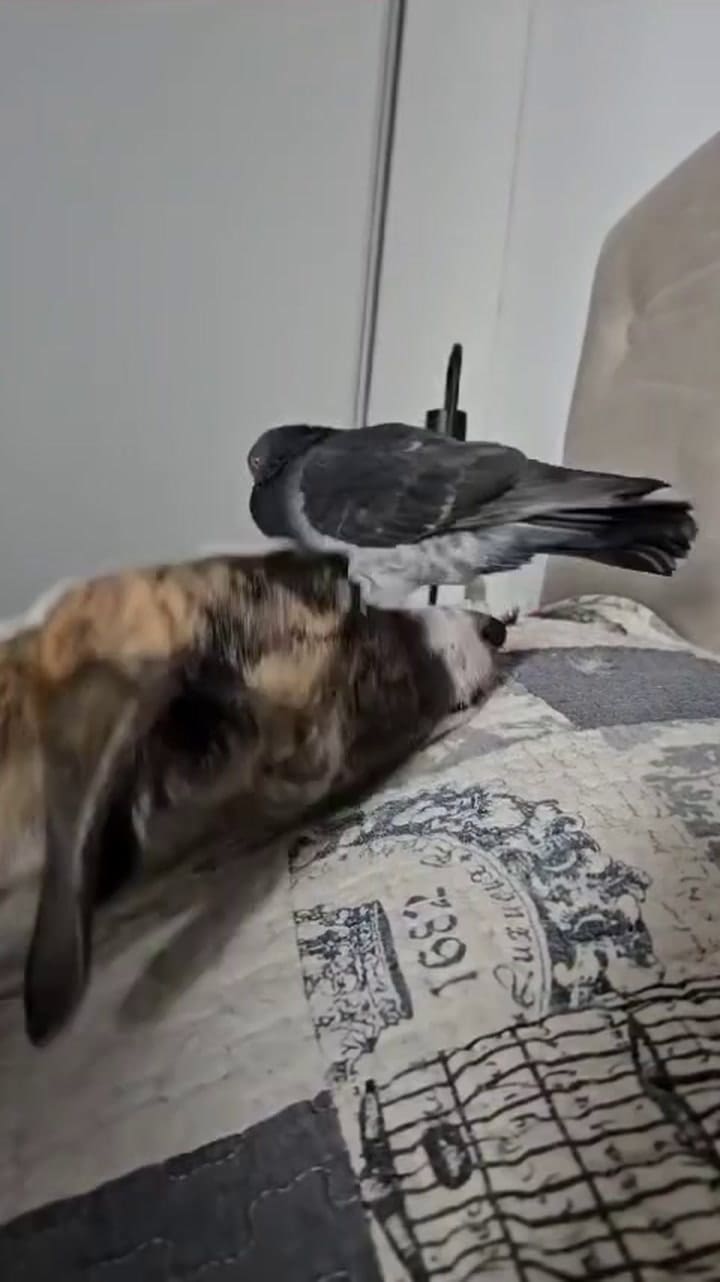 Palo y Chula, una pareja especial
