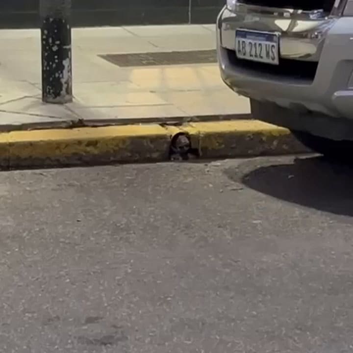 Una rata sale de la alcantarilla en la calle Cabello y Ortiz de Campo, en el barrio porteño de Palermo. Video tomado a las 18. Crédito LA NACION