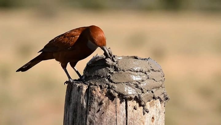 Cómo construyen los horneros su nido