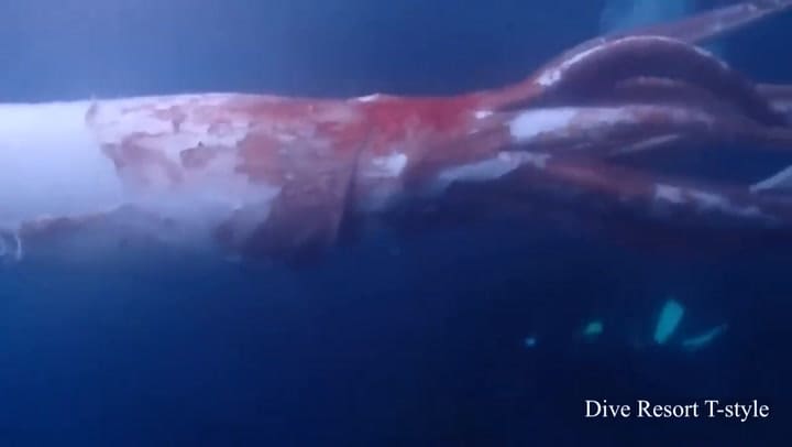 Apareció un calamar gigante en la costa de Japón