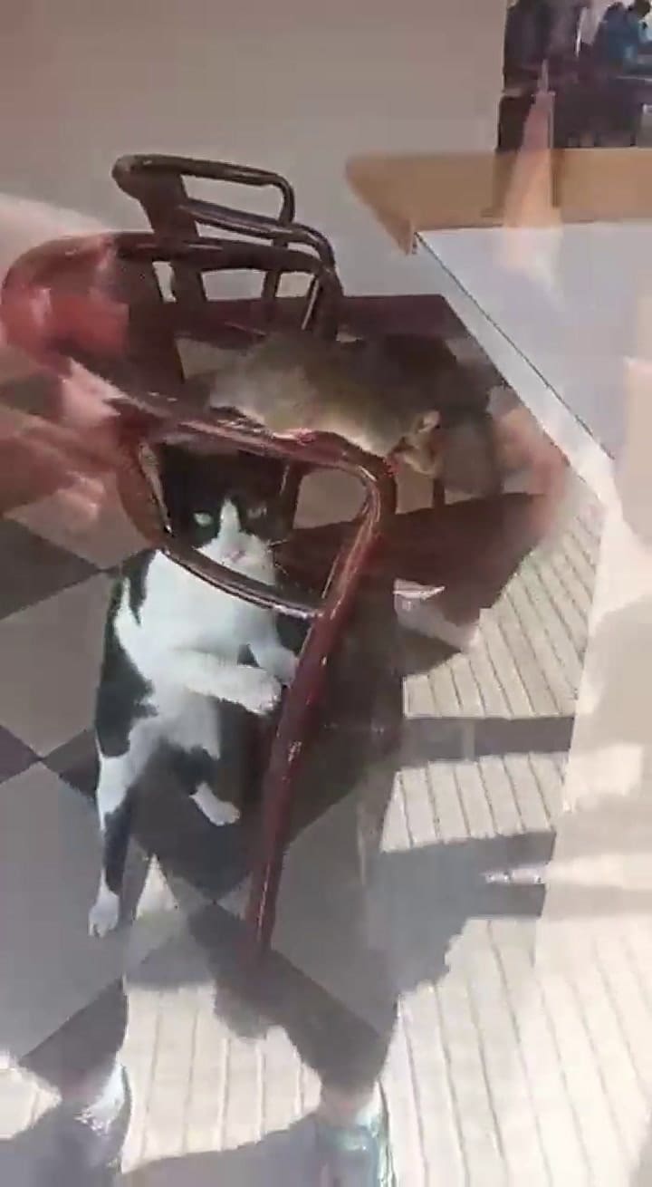 Apareció una rata en una heladería y la explicación que dio el dueño dejó sin palabras a todos