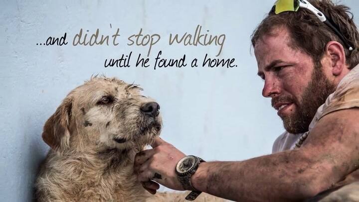 Arthur, el perro que atravesó la jungla para encontrar un hogar