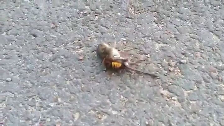 La encarnizada lucha entre un ratón y un avispón asesino