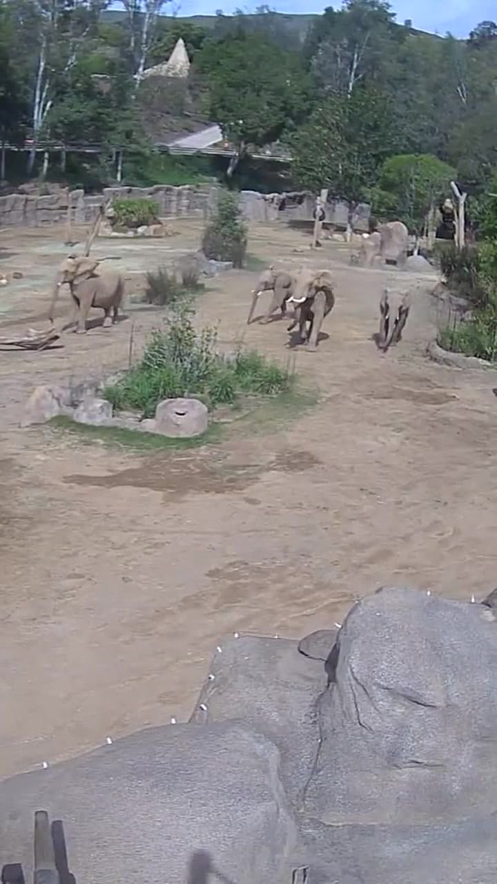 Video: Los elefantes del zoológico de San Diego forman un "círculo de alerta" durante el terremoto para proteger a sus crías (X: @SanDiegoZoo)