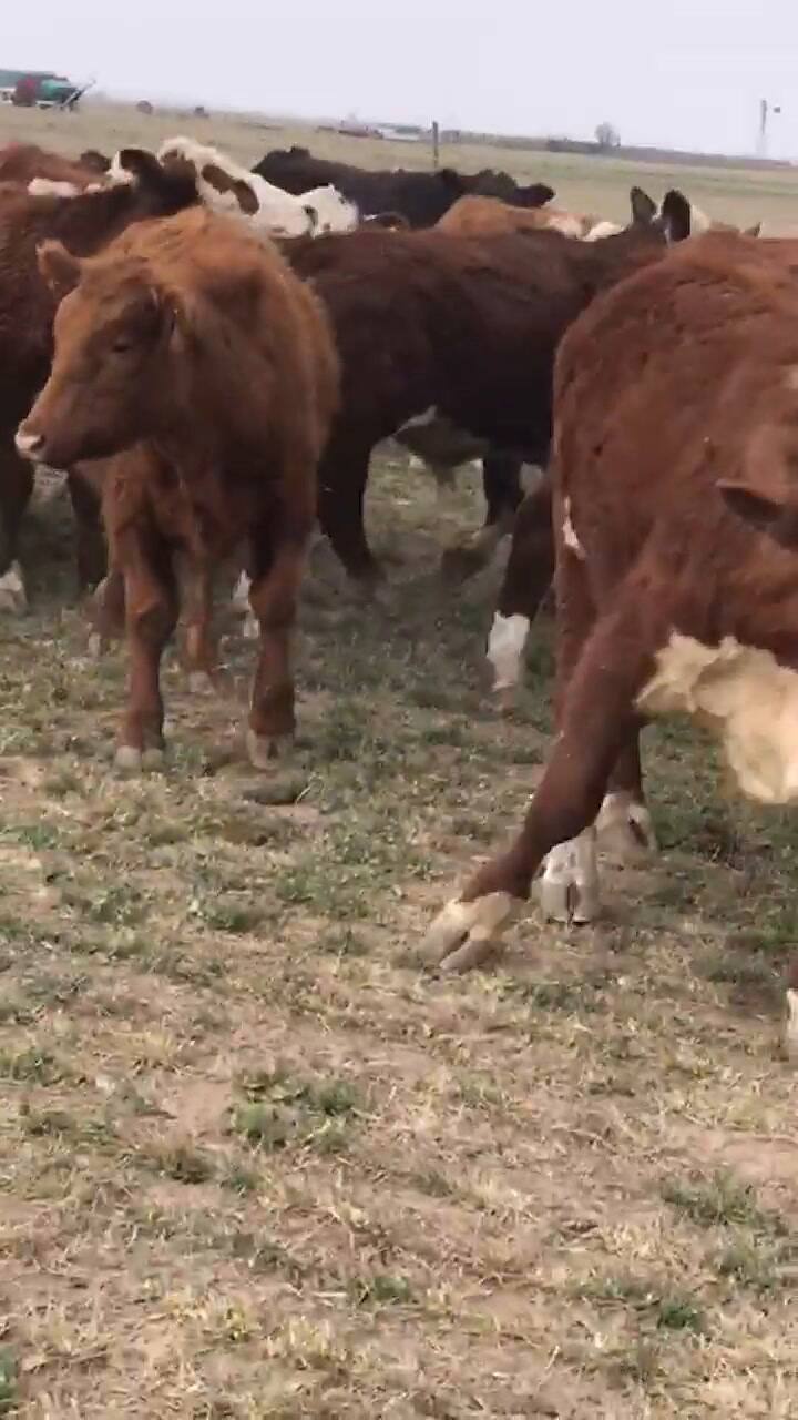 Animales que dejaron con heridas de bala