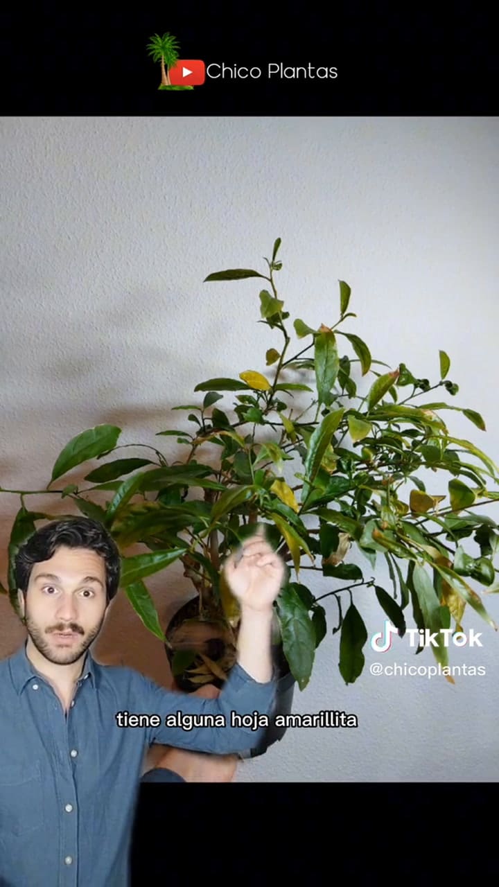 Cómo cuidar la planta dama de noche