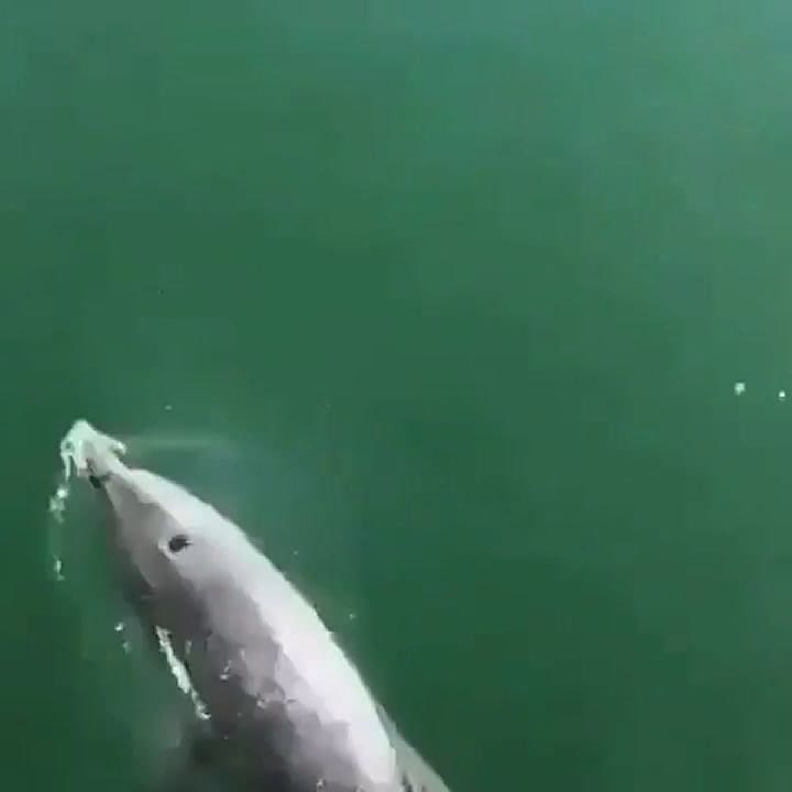 Los canales de Venecia han recobrado su transparencia e incluso ha vuelto la vida marina, como este