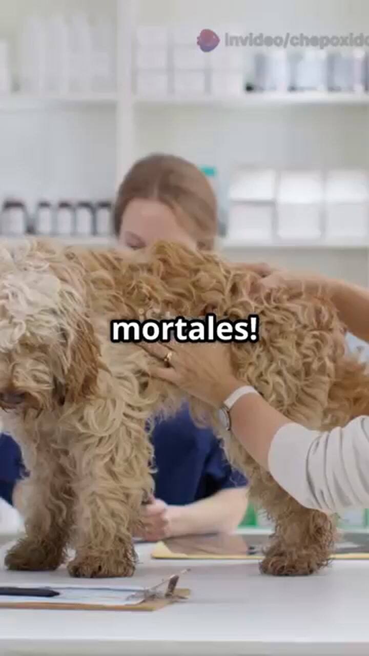 Qué significa la tos en un perro
