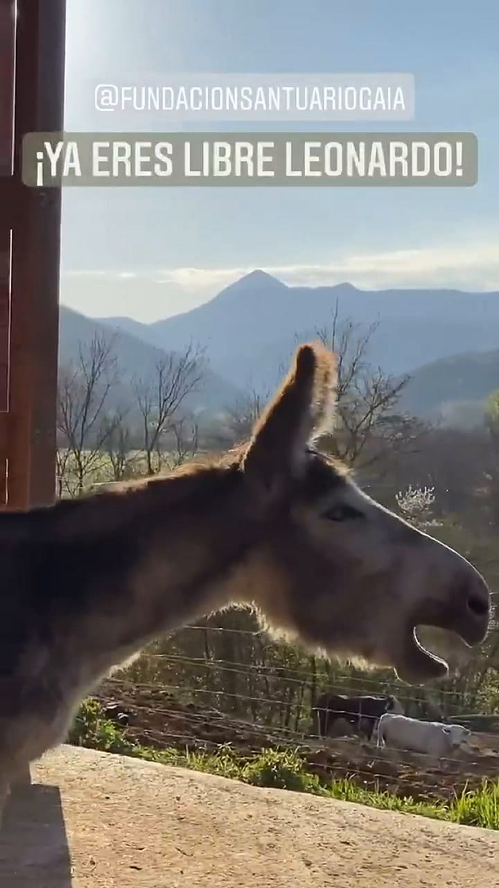 El burro llora de felicidad al ser liberado