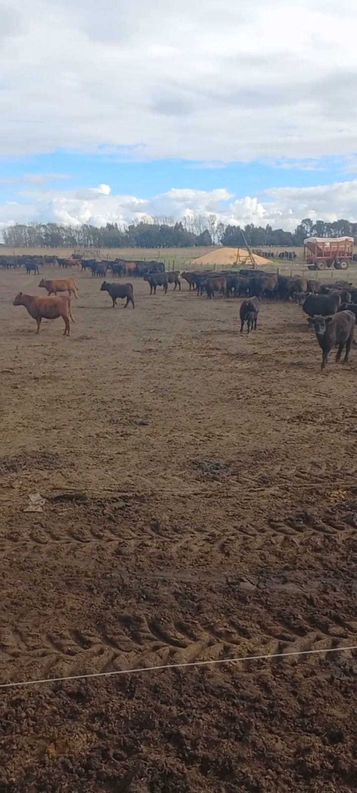 El productor tenia 1200 animales en el campo