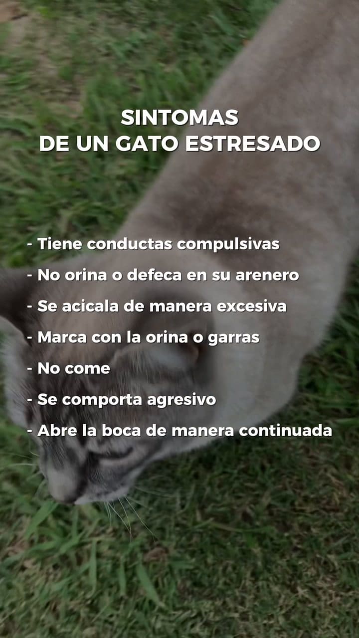 Recomendaciones Para Reducir El Estrés