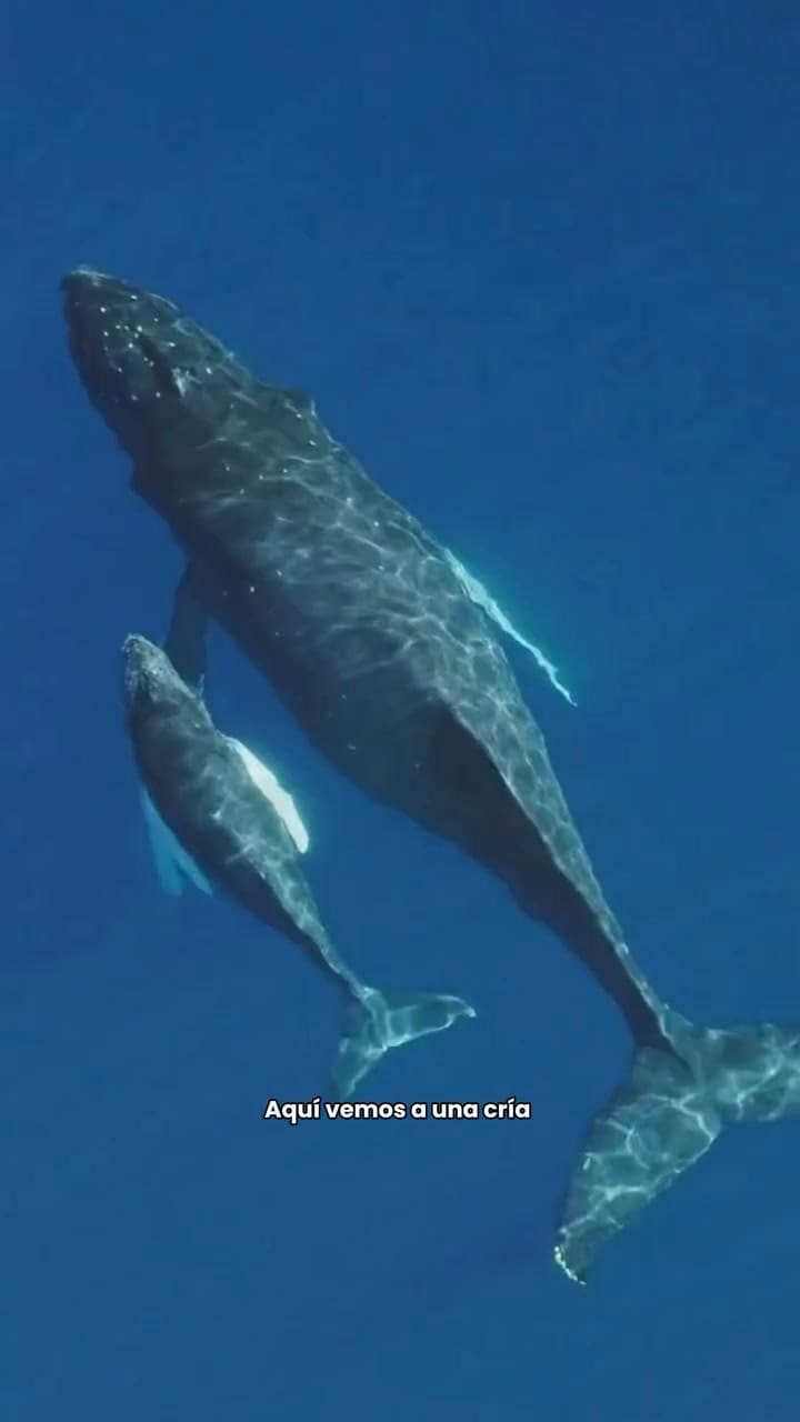 Cómo la orina de ballena fertiliza a los océanos