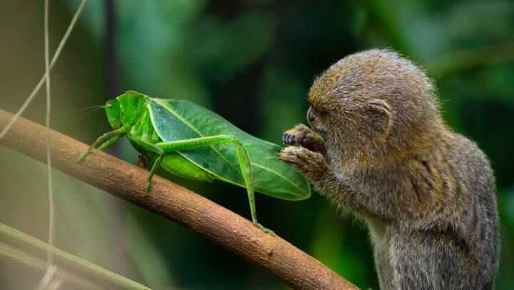 Trailer del documental Tiny World narrado por Paul Rudd
