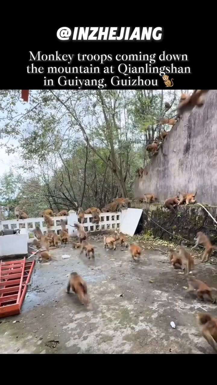 Una estampida de monos irrumpió en un parque chino