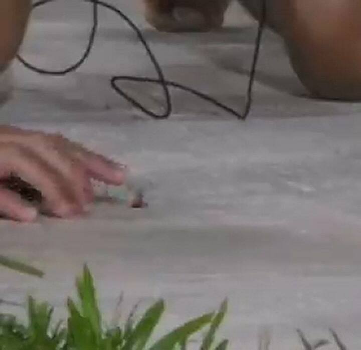 Marcos salvó a una abeja