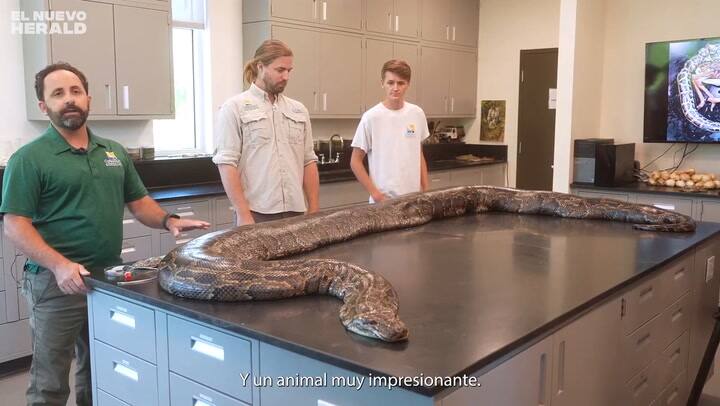 Capturan a la pitón más grande en Florida