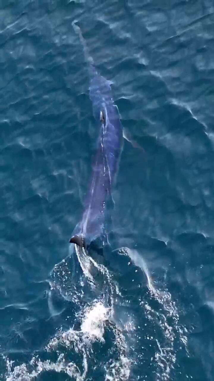 Un usuario de Instagram compartió el fascinante espectáculo marino