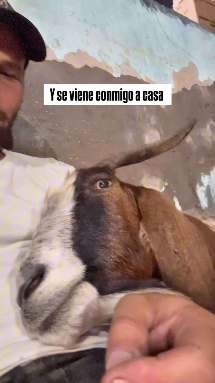 El vínculo especial que entablaron la cabra y su rescatista