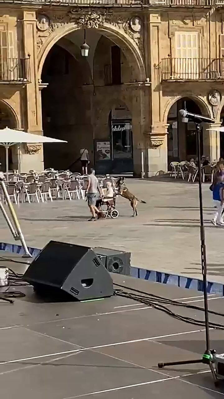 El perro se volvió viral por su actitud