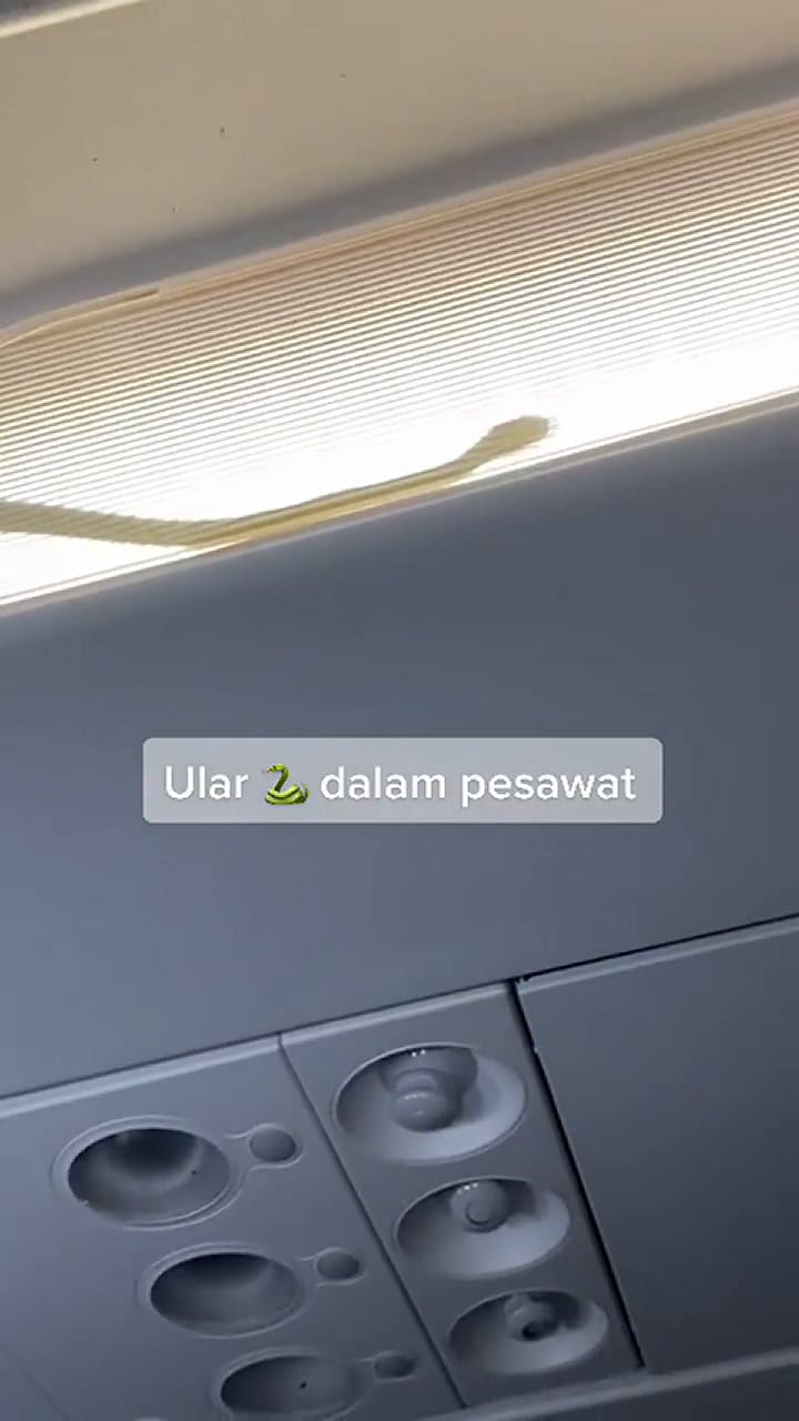 Una serpiente irrumpe en un avión y desata el terror entre los pasajeros
