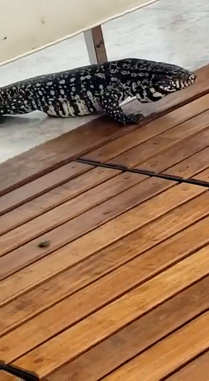 Lagartos en los barrios de Pilar