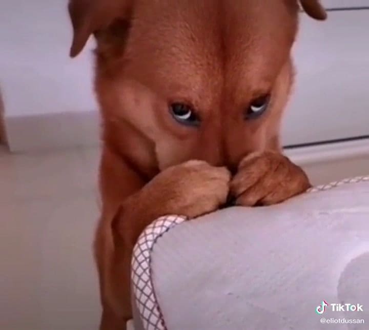 El dueño lo reta porque se portó mal y el gesto del perro conmueve a todos